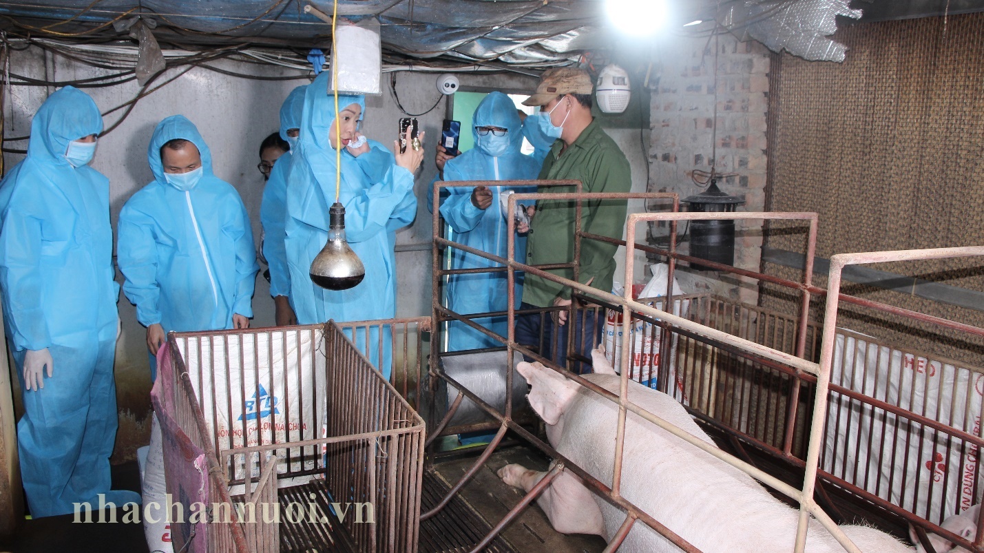 Đan Phượng (Hà Nội): Tiêm vắc xin dịch tả heo châu Phi, nông hộ yên tâm chăn nuôi