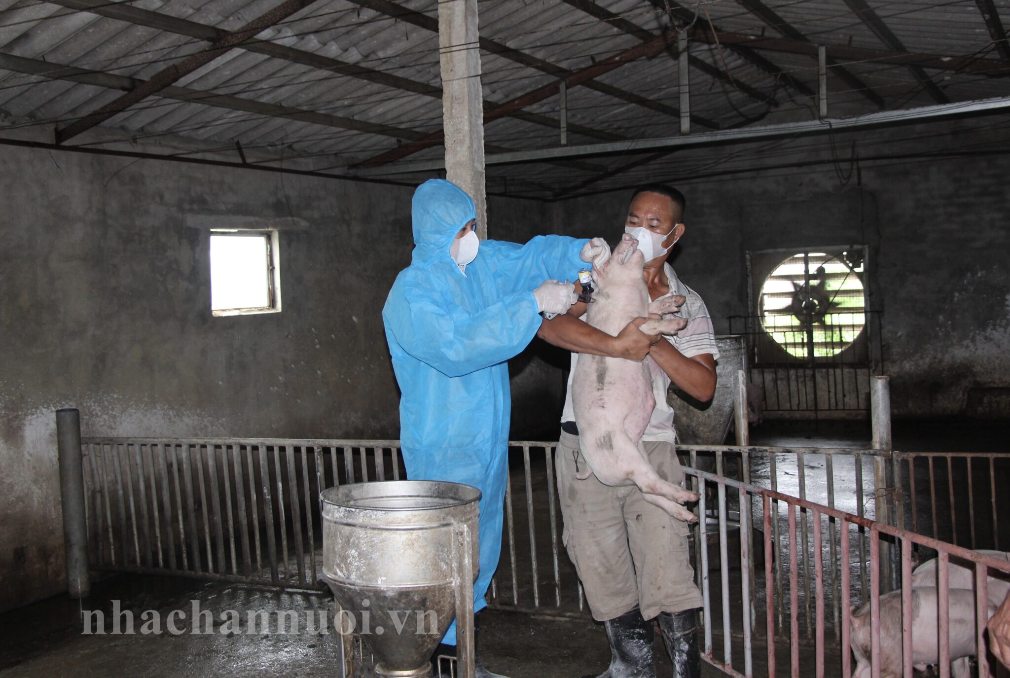 Thái Bình: Vắc xin Dịch tả lợn châu Phi đem lại hy vọng cho người chăn nuôi